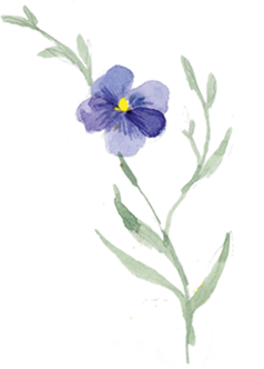 fleur de lin bleue- Un Amour de Lin ®