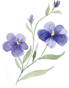 2 fleurs de lin bleues